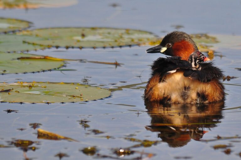 dabchick
