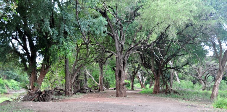 levubu